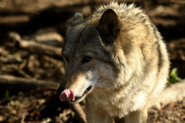 Similar image 21492437