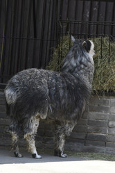 Similar image 21492447