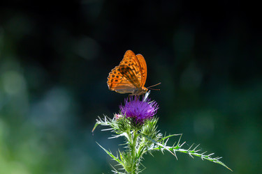 Similar image 21495609