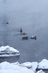 Similar image 21496461