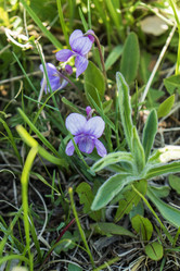 Similar image 21491041