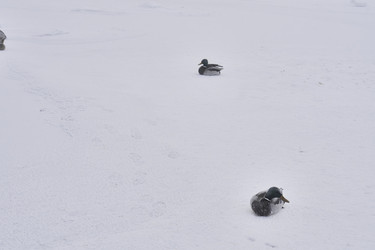 Similar image 21496508