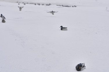 Similar image 21496510