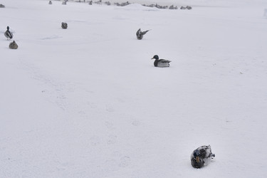 Similar image 21496511