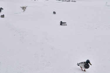 Similar image 21496513