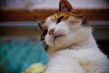 Similar image 21488001