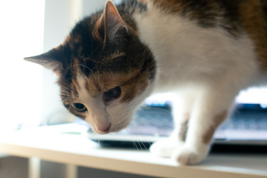 Similar image 21488016