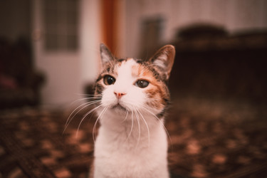 Similar image 21488031