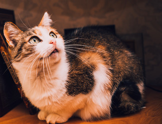 Similar image 21488032