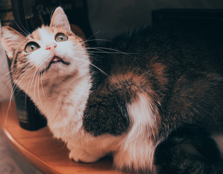 Similar image 21487690