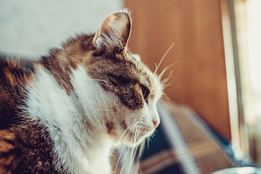 Similar image 21487694