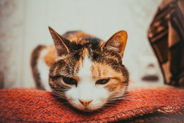 Similar image 21487696