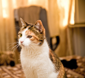 Similar image 21488043