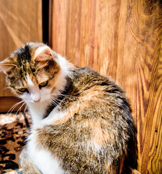 Similar image 21488044