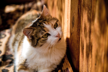 Similar image 21488047