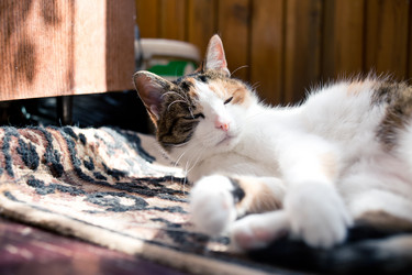 Similar image 21488049