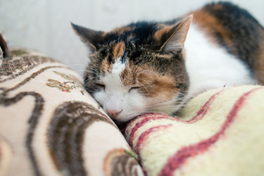 Similar image 21487698