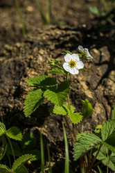 Similar image 21486526