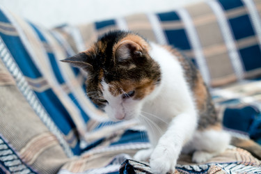 Similar image 21487702