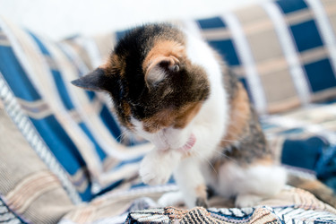 Similar image 21488061