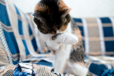 Similar image 21488062