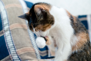 Similar image 21488063