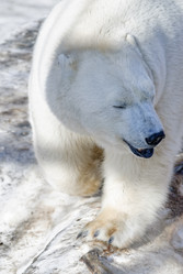 Similar image 21483553