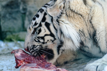 Similar image 21483559