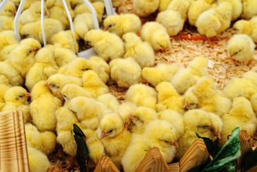 Similar image 21483565