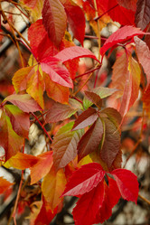 Similar image 21486837