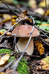 Similar image 21488124