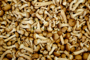 Similar image 21486860