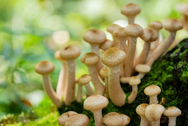 Similar image 21485239