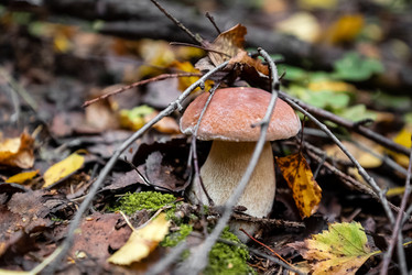 Similar image 21488736