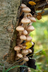 Similar image 21488737