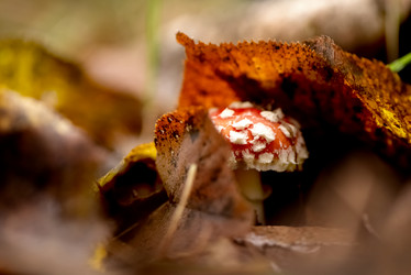 Similar image 21488740