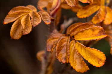 Similar image 21486882