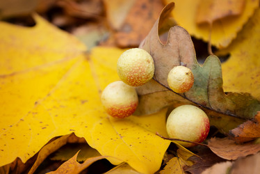 Similar image 21486896