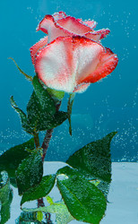 Similar image 21487602