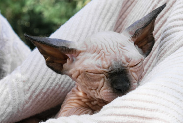 Similar image 21487045