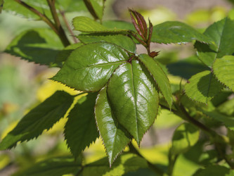 Similar image 21486545