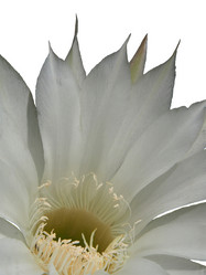 Similar image 21486549