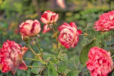 Similar image 21487048