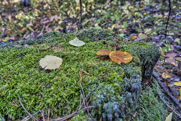 Similar image 21488160