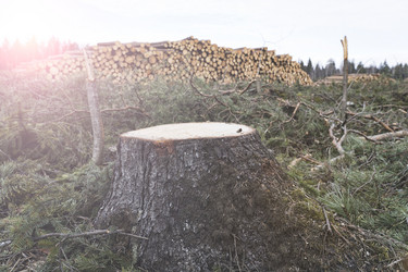 Similar image 21491184