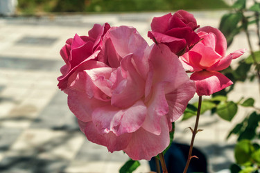 Similar image 21487076