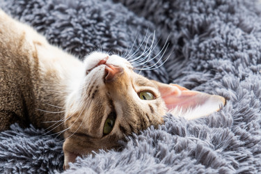 Similar image 21490292