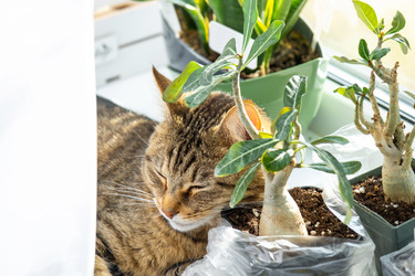 Similar image 21490750