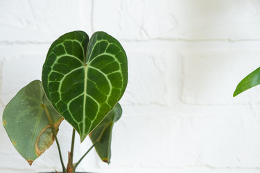 Similar image 21490796