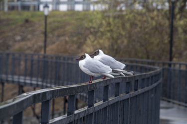 Similar image 21491119